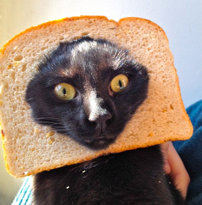 Зачем люди делают бутерброд с котом