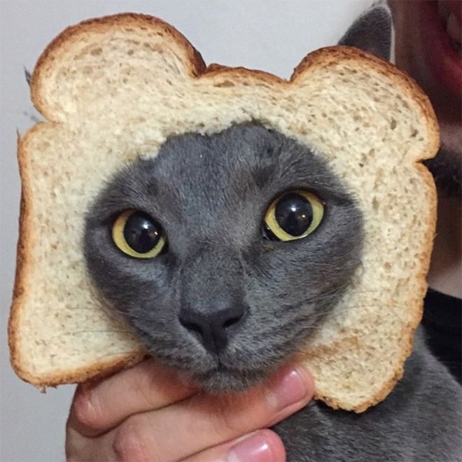 Зачем люди делают бутерброд с котом