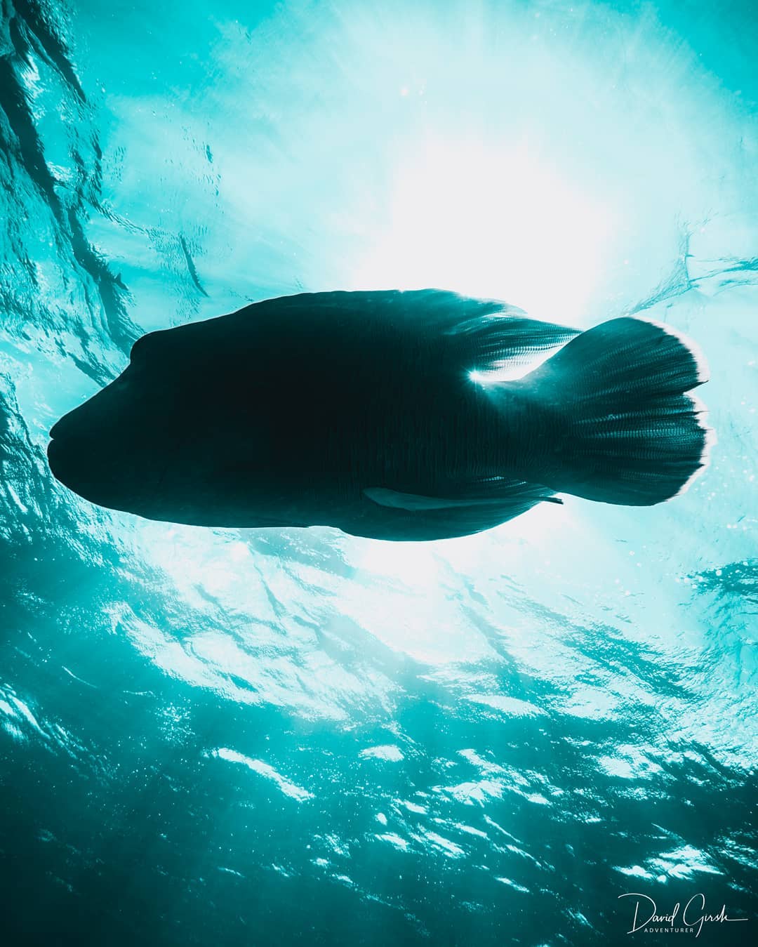 Удивительные подводные снимки от Дэвида Гирша
