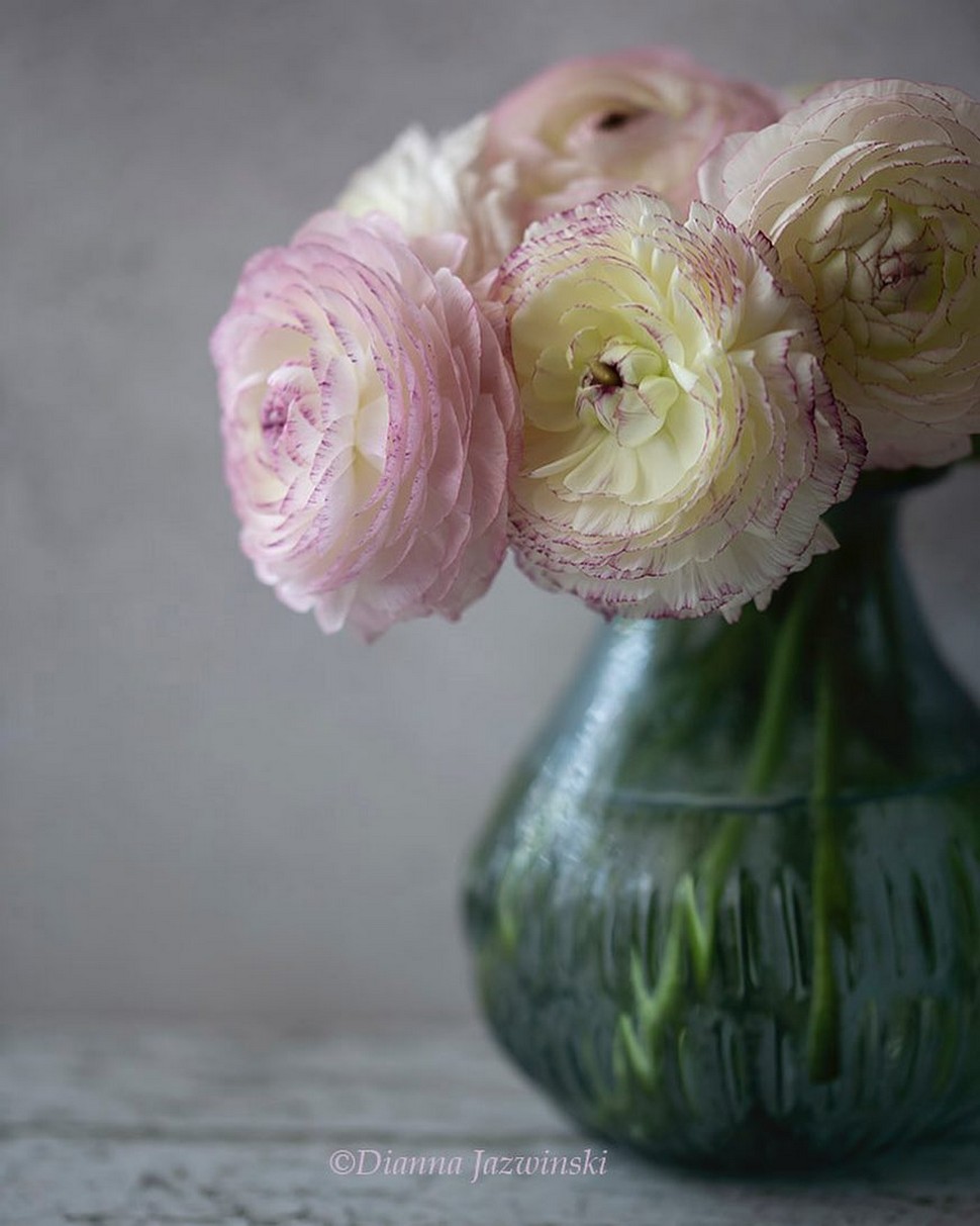 Красивые цветы на снимках от Дианны Язвински