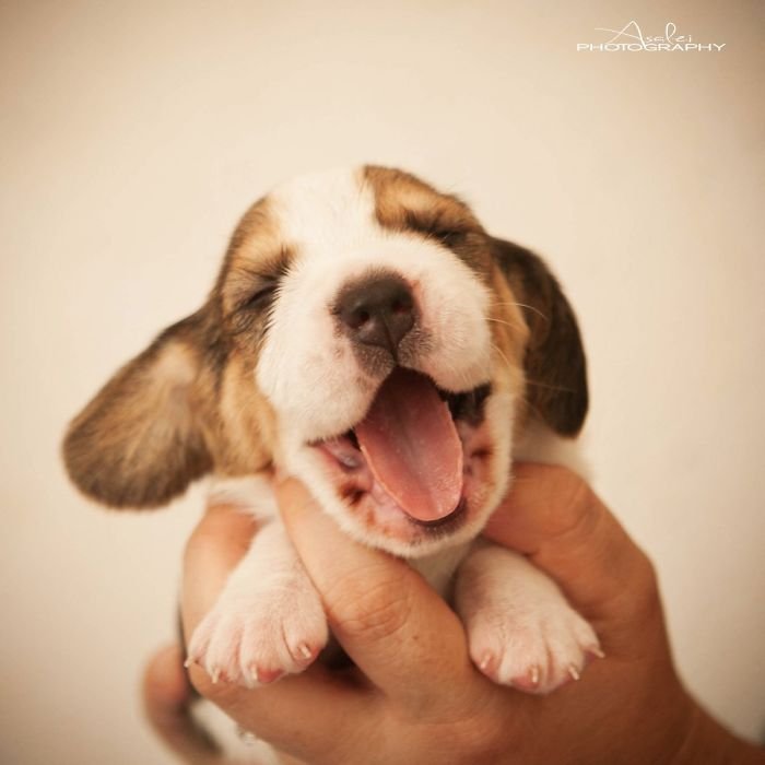 Фотографии прелестных щенят вызовут улыбку и подарят позитив Животные