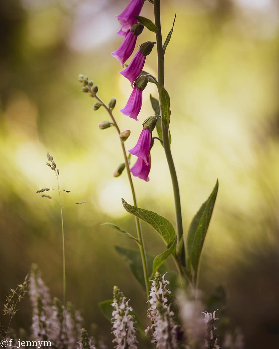 Красивые снимки цветов от Дженни Мартенссон