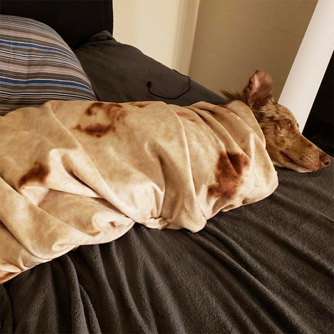 Уютное одеяло в виде буррито на снимках из Instagram