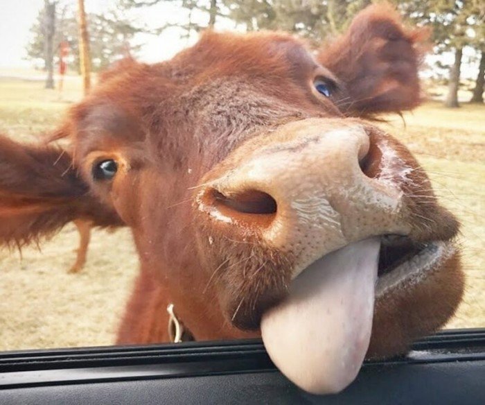 20 забавных коров, которые ведут себя подобно собакам