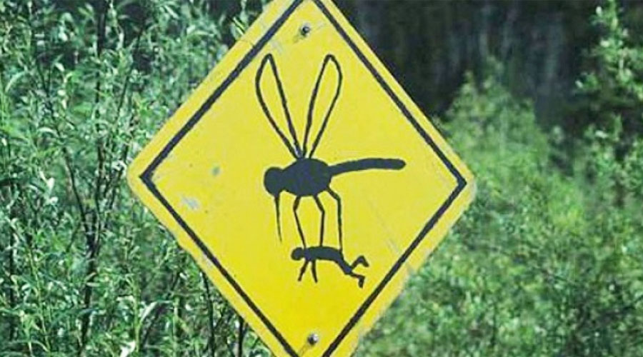 Почему одних комары кусают чаще, чем других