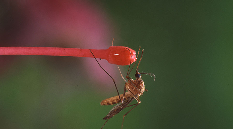 Почему одних комары кусают чаще, чем других