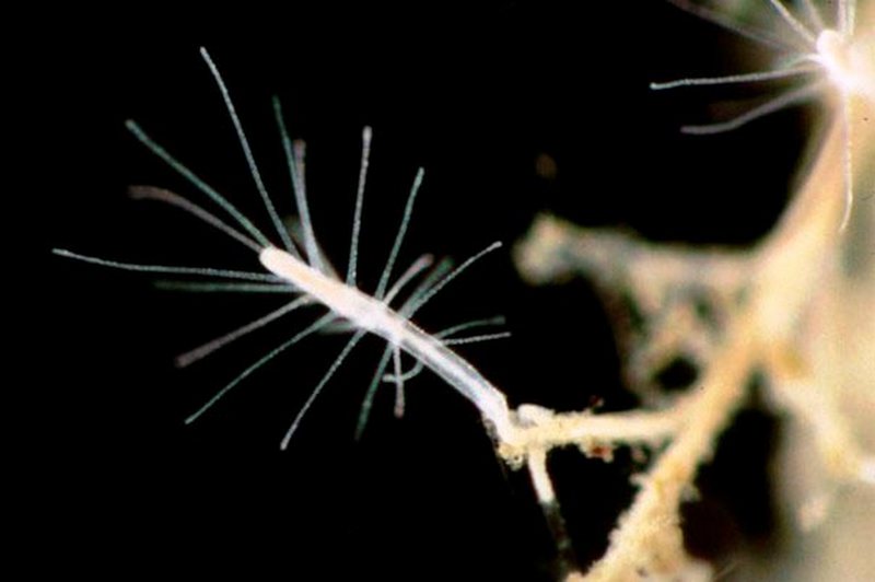 Факты о бессмертной медузе Turritopsis dohrnii