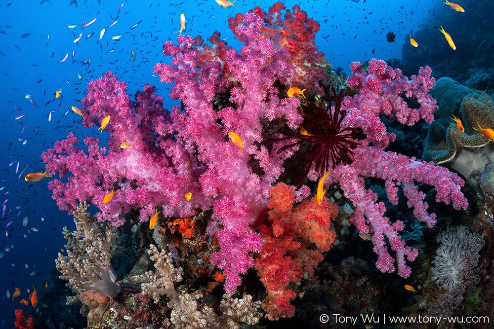 Удивительные подводные существа на снимках Тони Ву