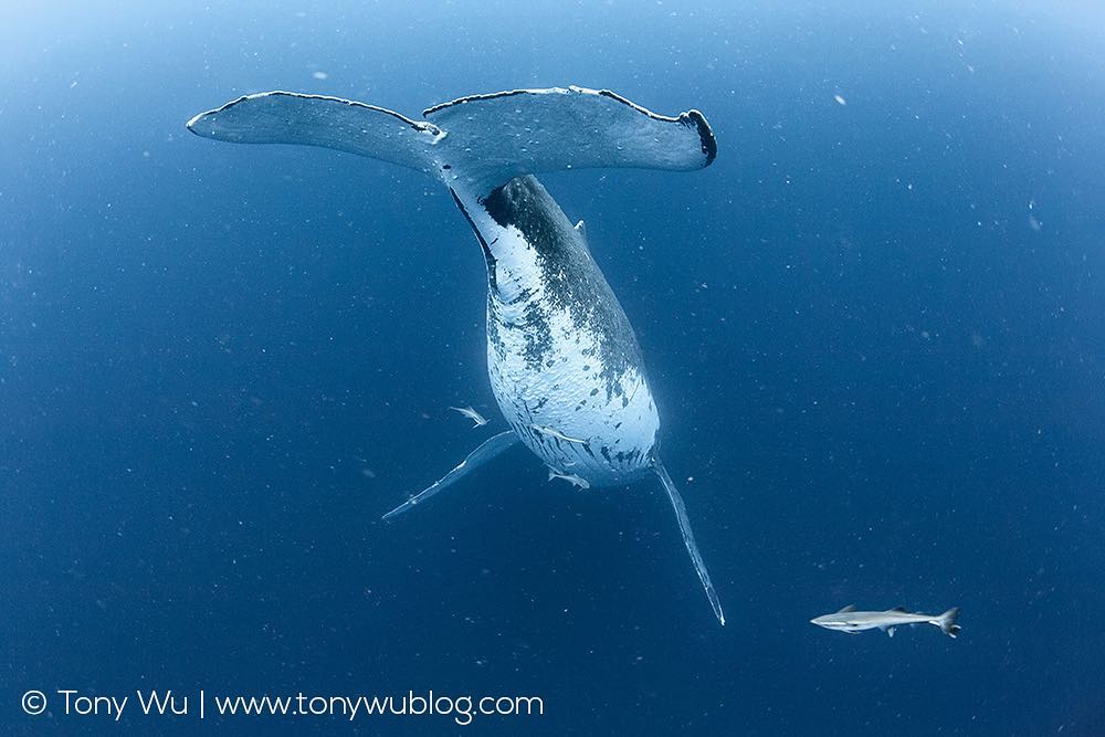 Удивительные подводные существа на снимках Тони Ву