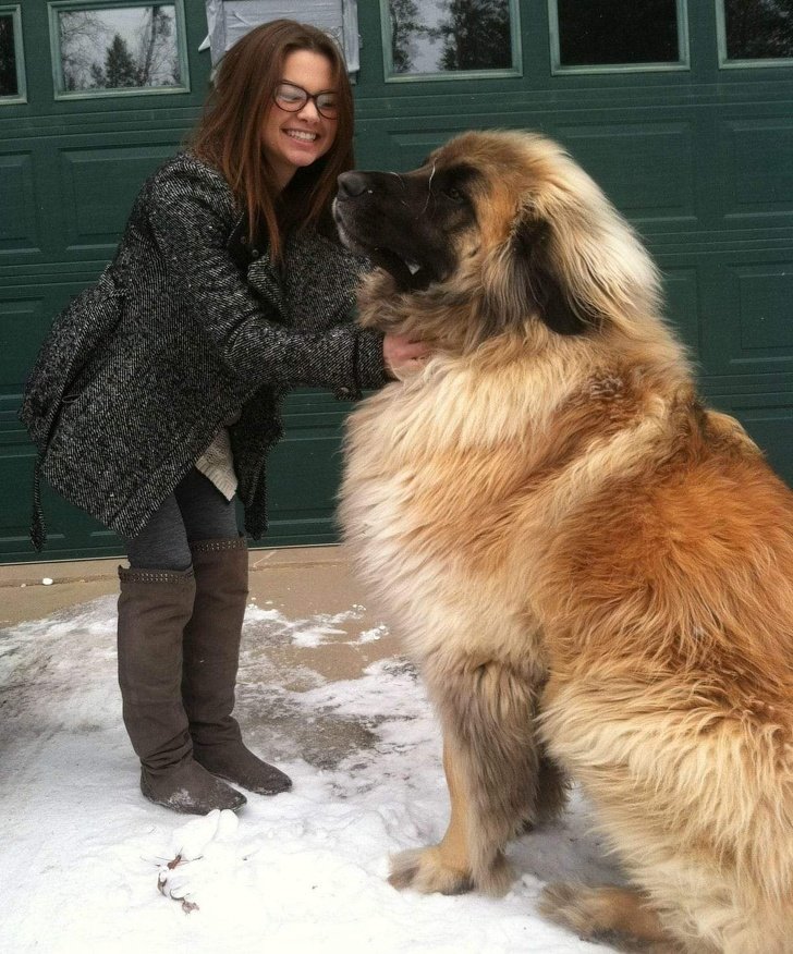 20 очень больших собак, которые любят обнимашки и уют