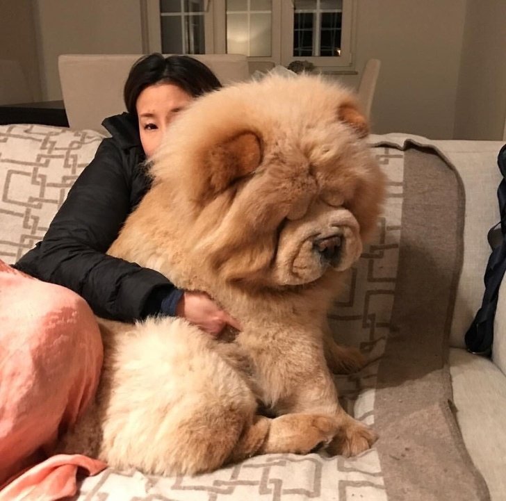 20 очень больших собак, которые любят обнимашки и уют
