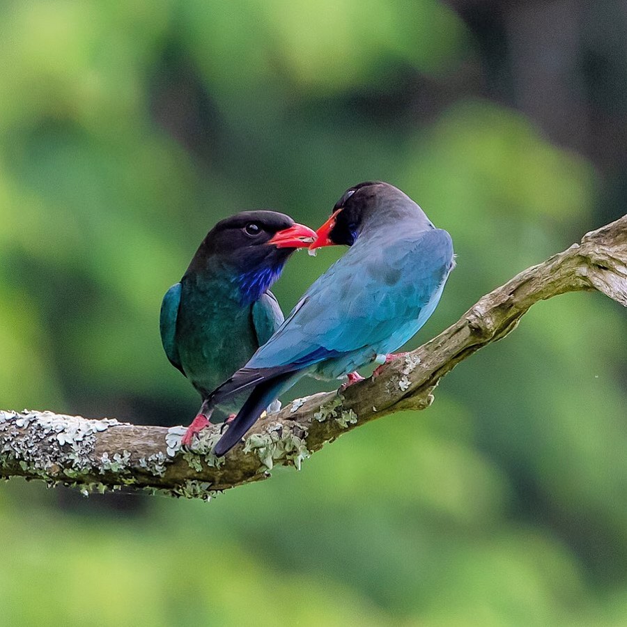 Красивые птицы на снимках Кейсуке Ода