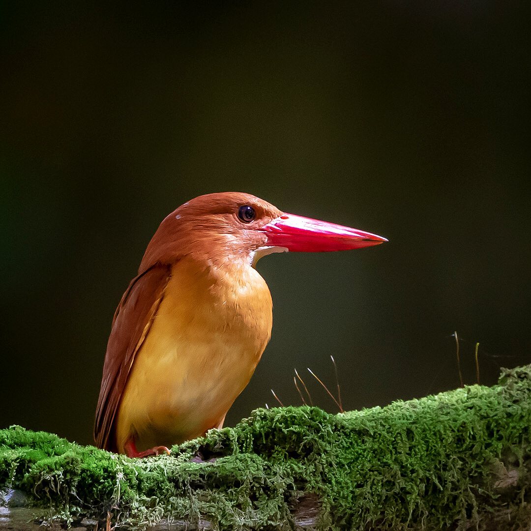 Красивые птицы на снимках Кейсуке Ода