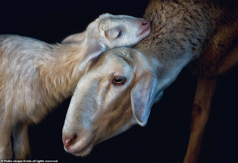 Портреты животных от перуанского фотографа Педро Харке