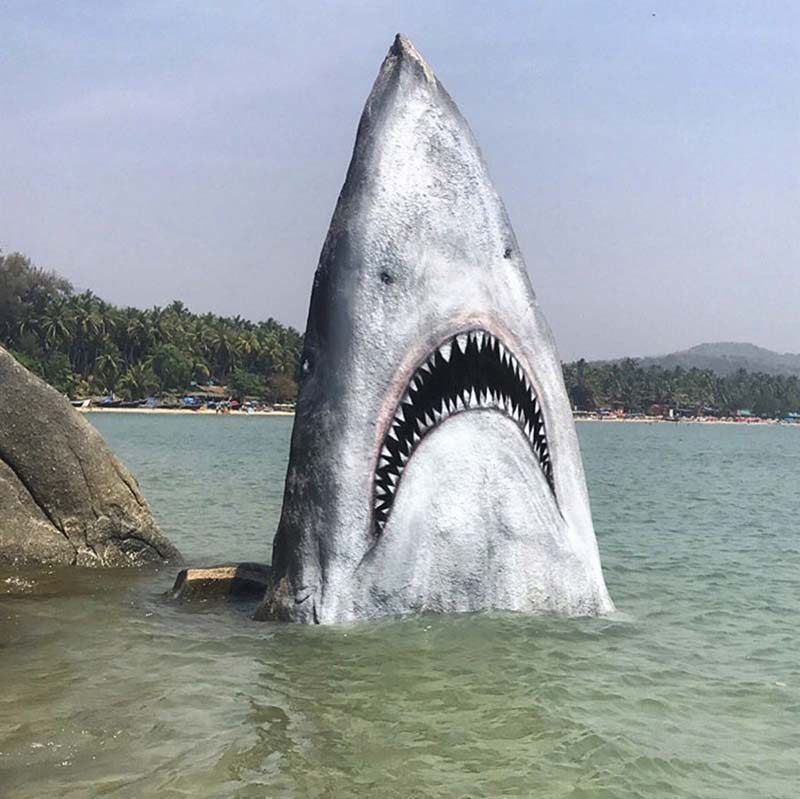 Акула-скала на пляже Гоа популярна у туристов