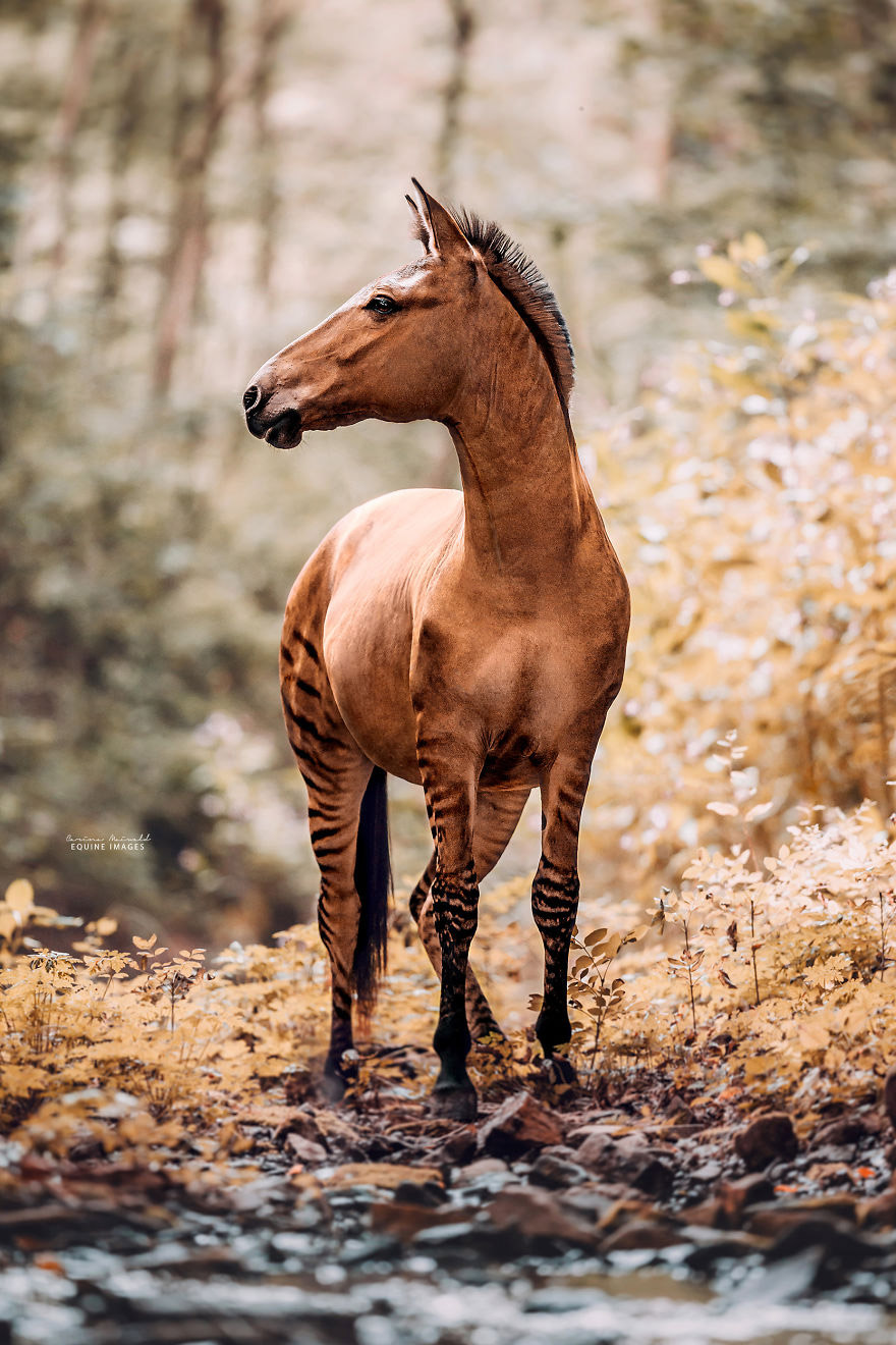 Зеброид - необычная и редкая лошадь