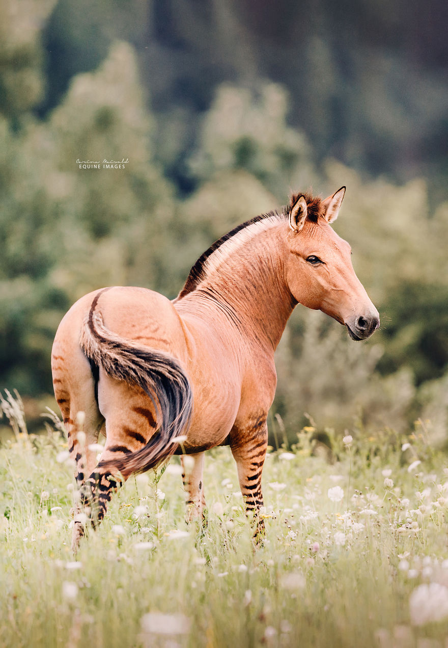 Зеброид - необычная и редкая лошадь