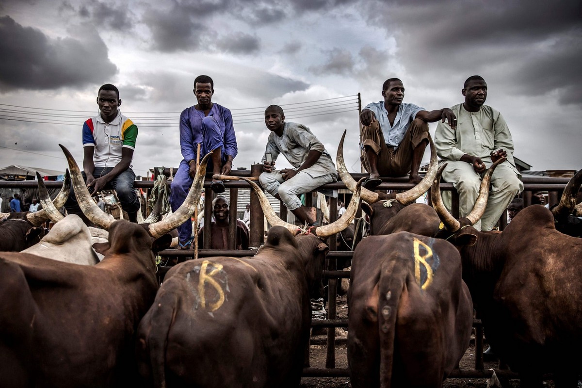 Нигерийский скотоводческий народ Фулани