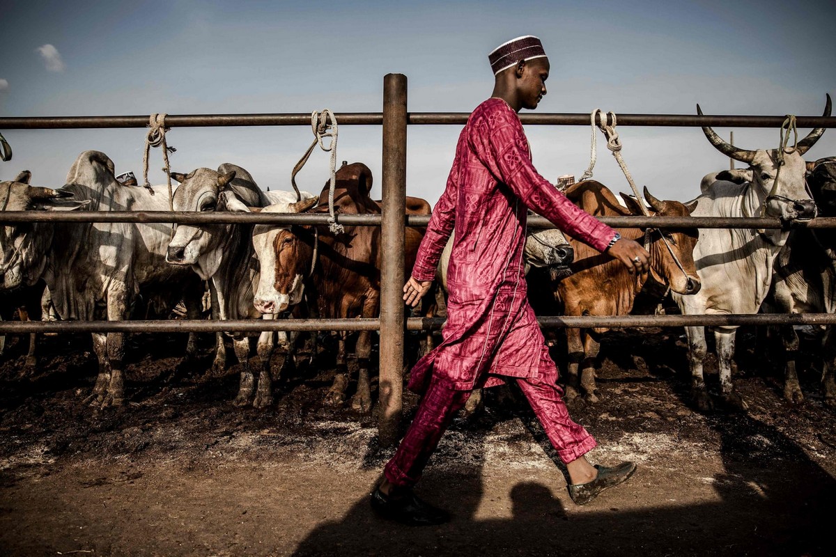 Нигерийский скотоводческий народ Фулани