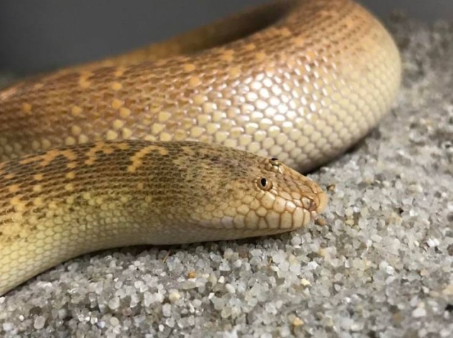 Аравийская песочная боа — самая забавная змея