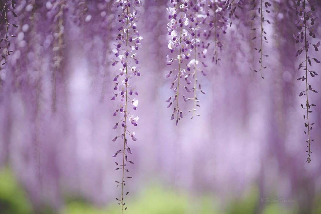 Красота цветов на снимках Мияко Кумуры