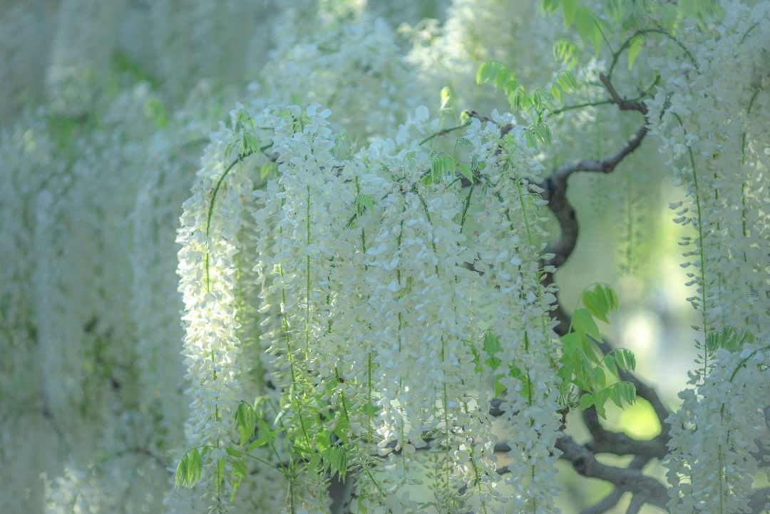 Красота цветов на снимках Мияко Кумуры