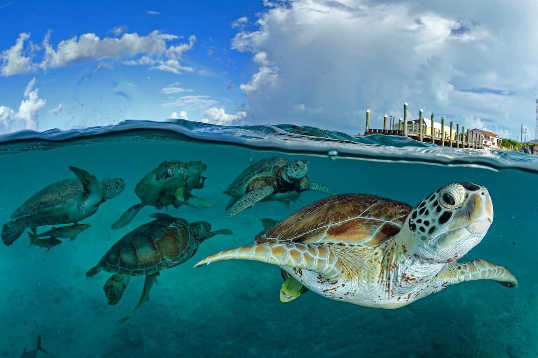 Океан и подводные снимки от Томаса Пескака