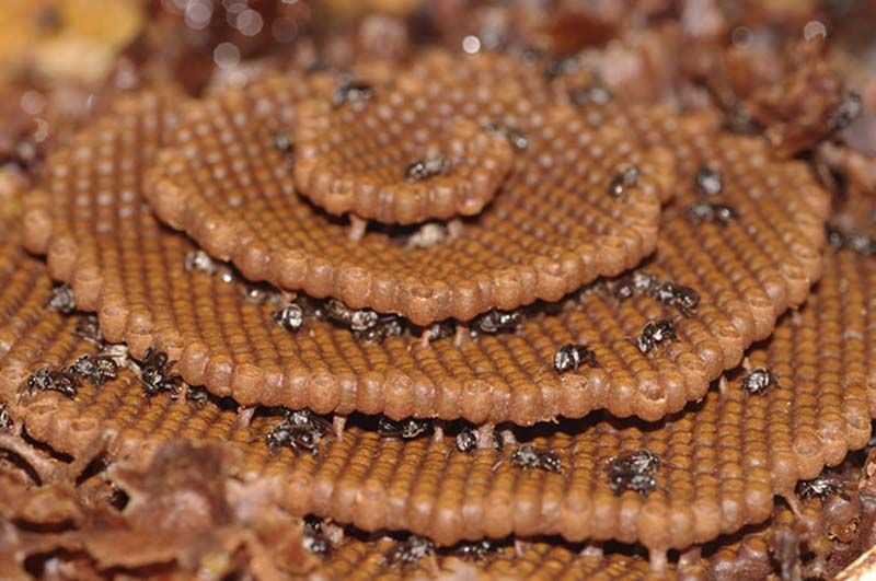 Пчелы без жала из Австралии, строящие уникальные ульи