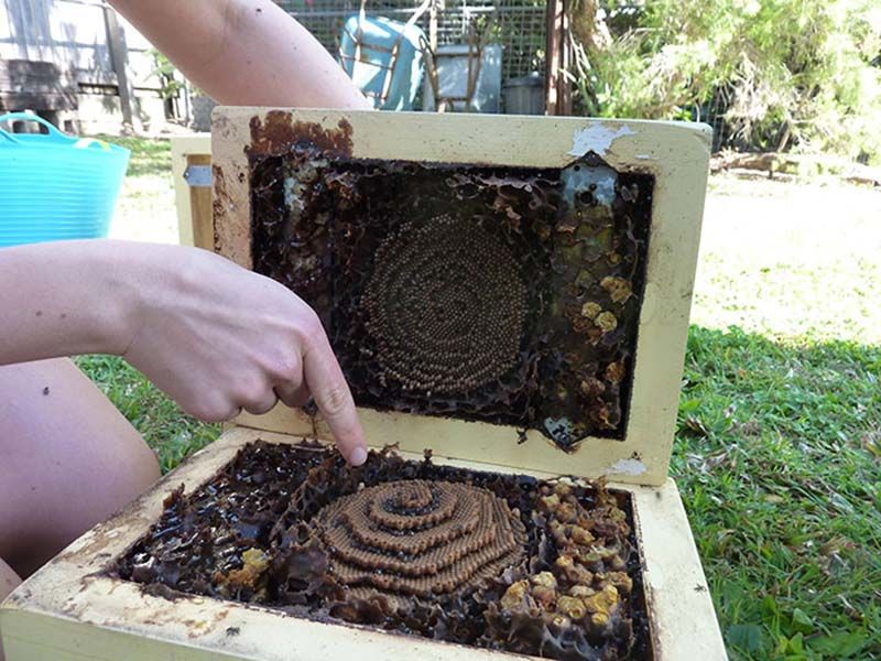 Пчелы без жала из Австралии, строящие уникальные ульи