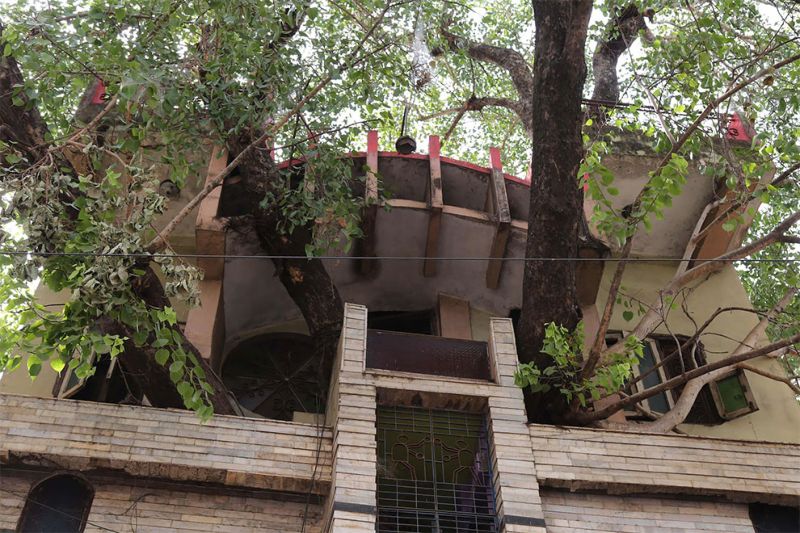 Необычный 4-этажный дом вокруг 150-летнего дерева