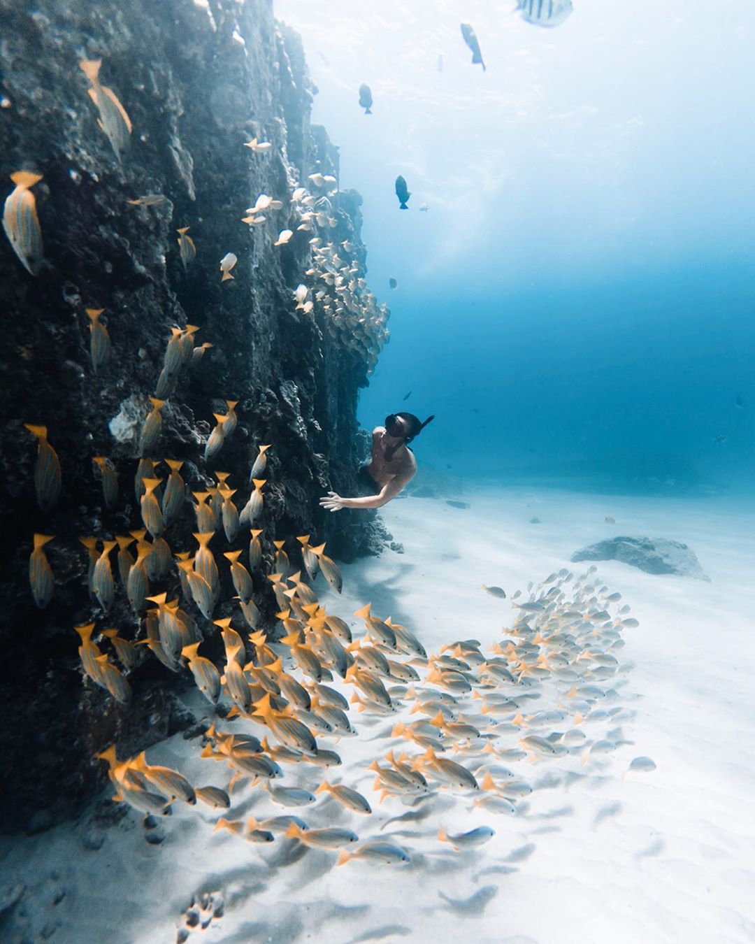 Захватывающие подводные снимки от Нолана Омура