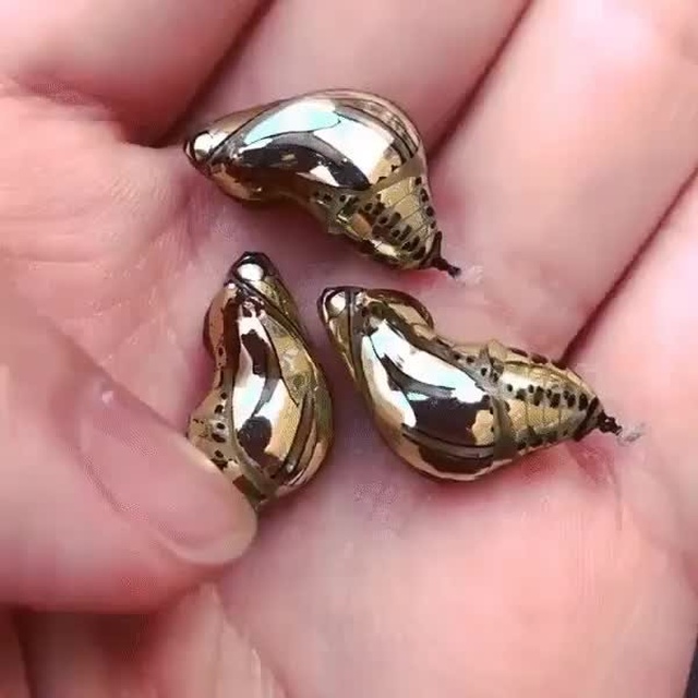 Золотые куколки южноамериканской бабочки