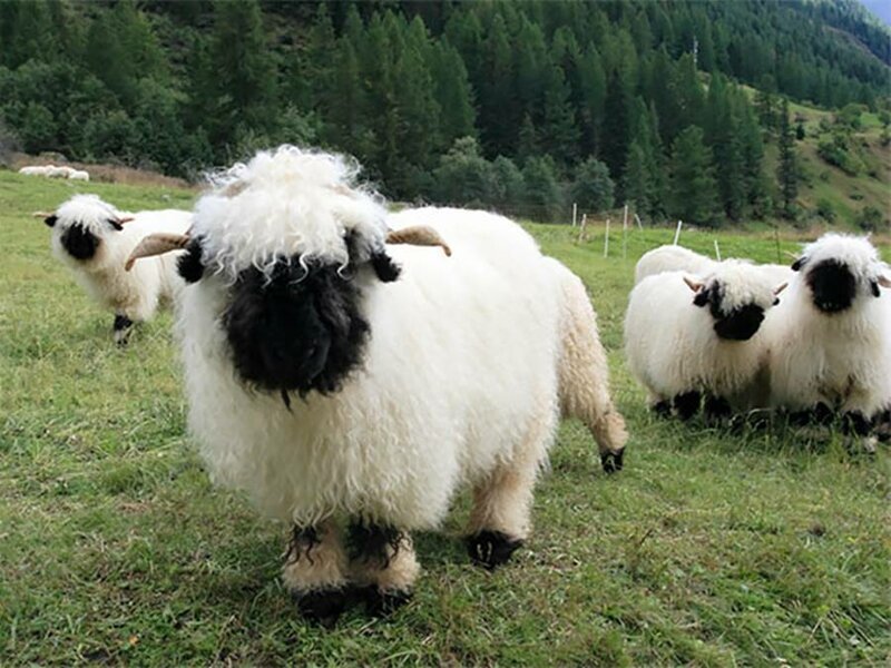 Валлийские черноносые овцы: милашки или предвестники апокалипсиса