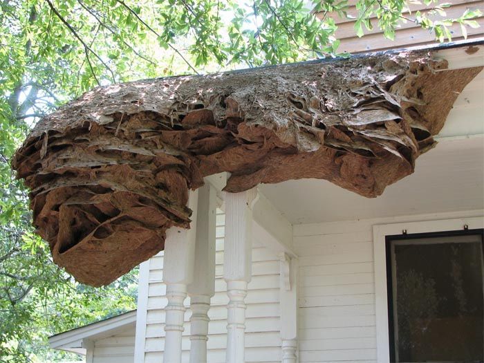 Осы сооружают огромные гнезда в штате Алабама