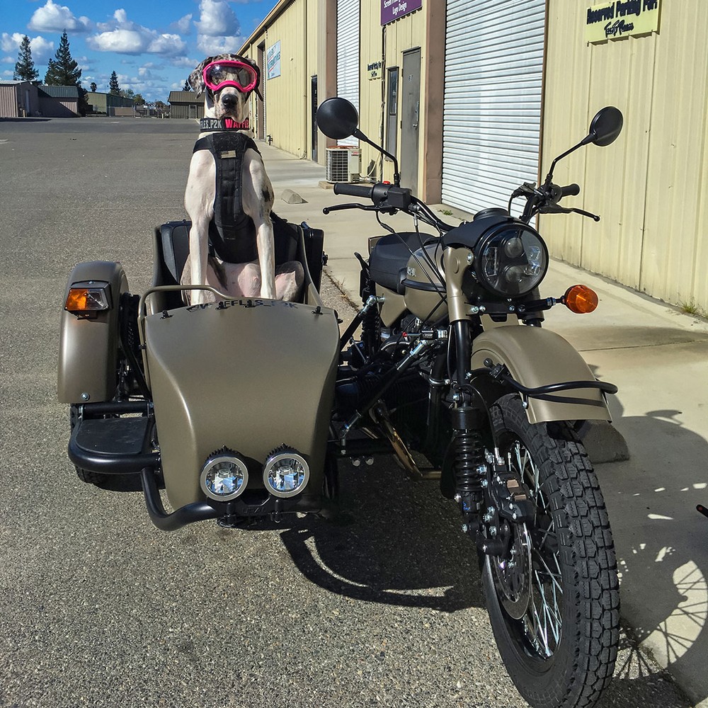 Дог любит кататься с хозяином в коляске мотоцикла по Калифорнии