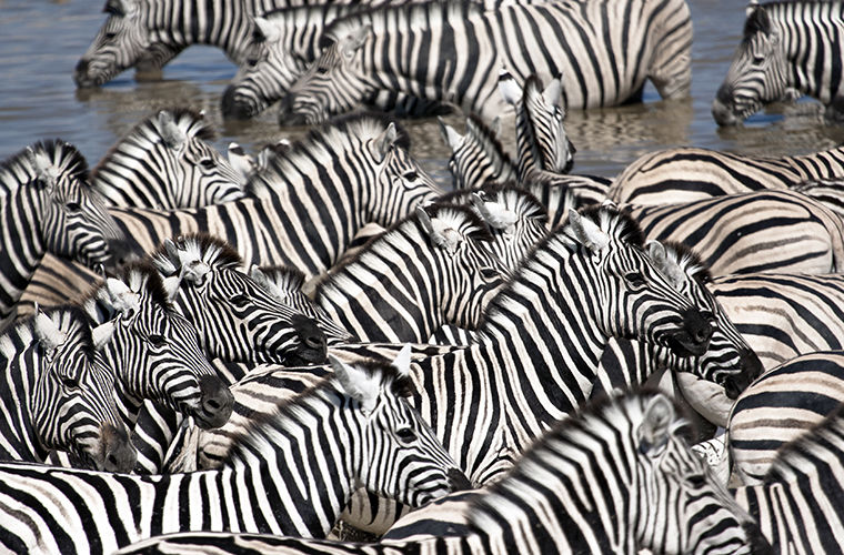 Какого цвета зебры и зачем нужны полоски