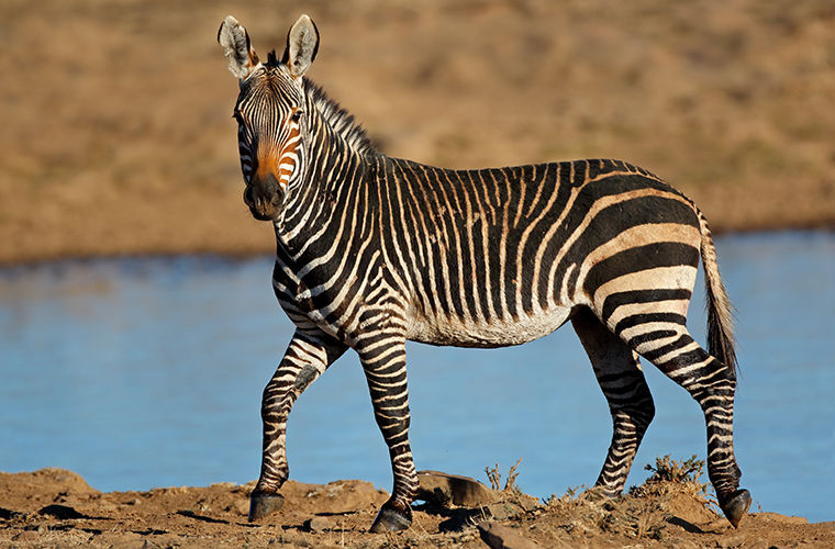 Какого цвета зебры и зачем нужны полоски