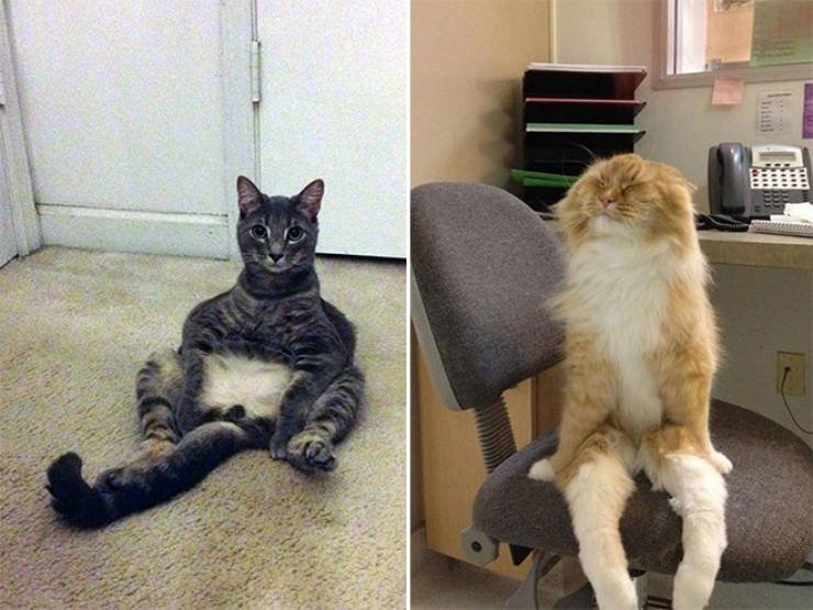 Коты уже почти научились сидеть по-человечьи