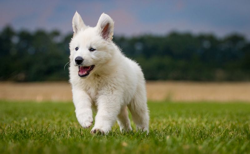 Учёные выяснили возраст максимальной миловидности щенков