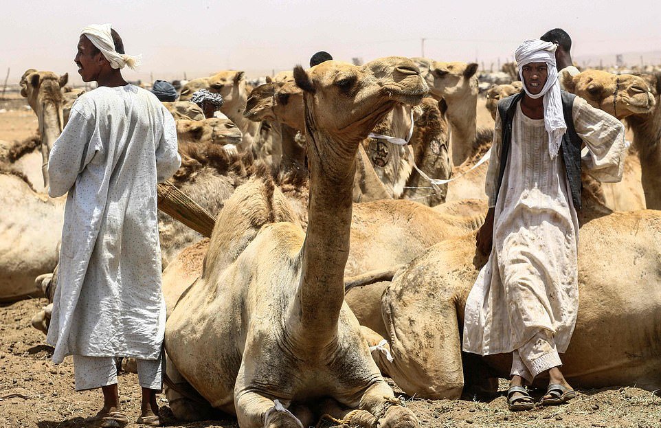На ежегодном рынке верблюдов в Судане