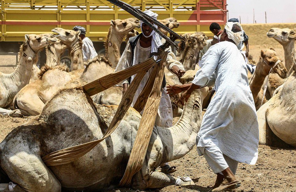 На ежегодном рынке верблюдов в Судане