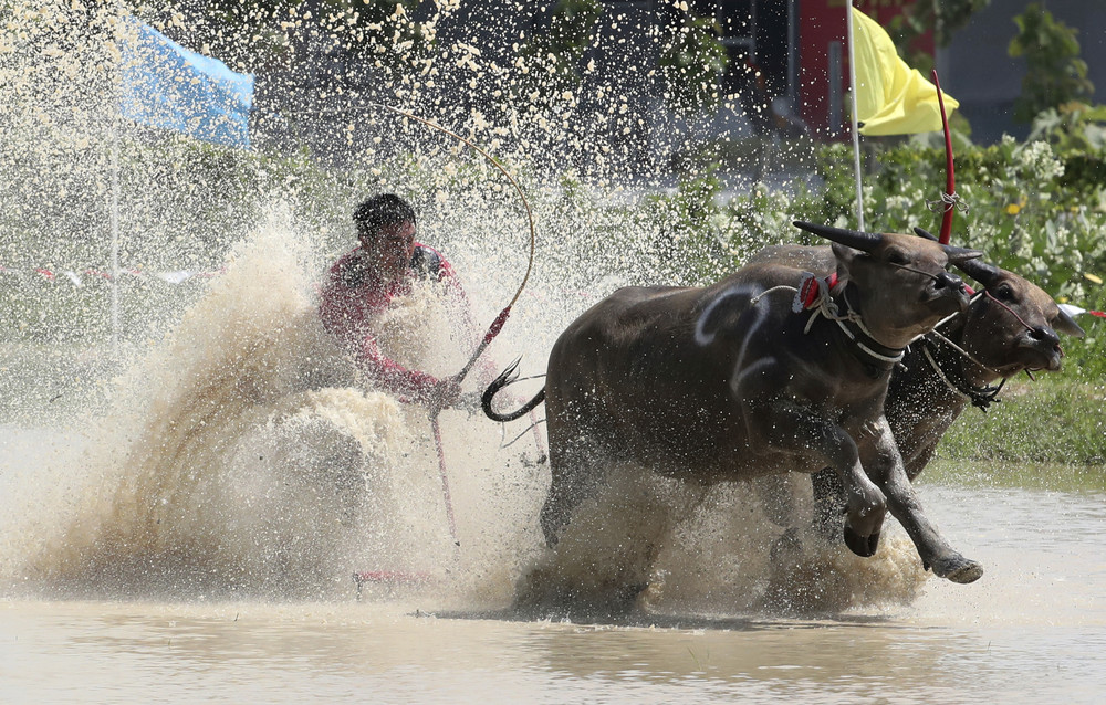Ежегодные гонки на буйволах в Таиланде