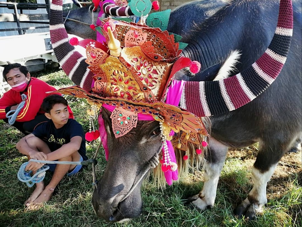 Ежегодные гонки на буйволах в Таиланде