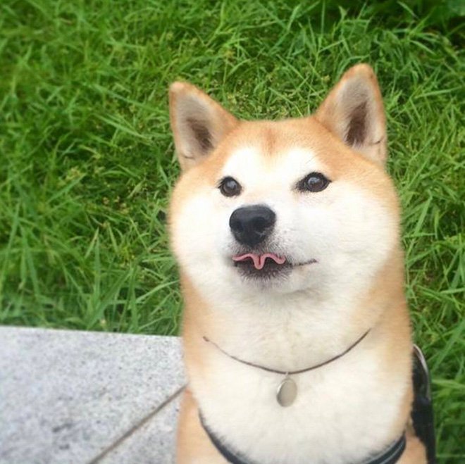 Собаки и их смешные языки
