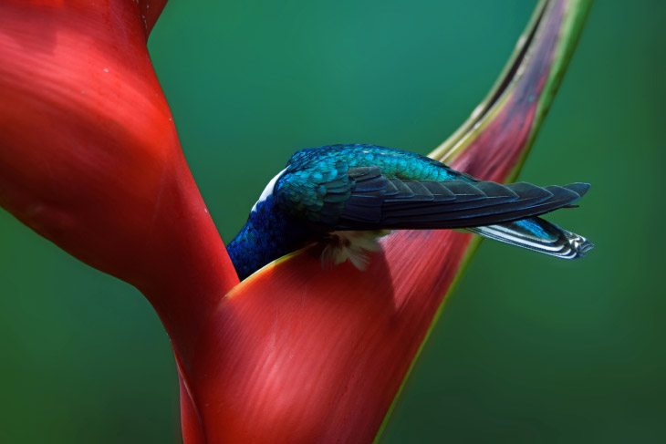 Снимки с птичьего конкурса Audubon Photography Awards 2019