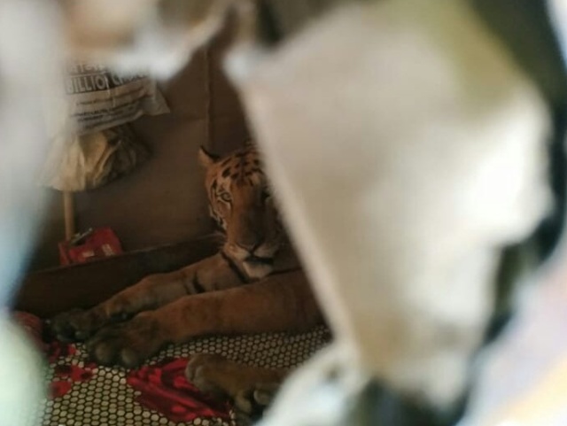 В Индии тигрица пробралась в дом и расположилась на кровати