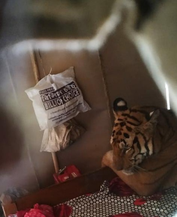 В Индии тигрица пробралась в дом и расположилась на кровати