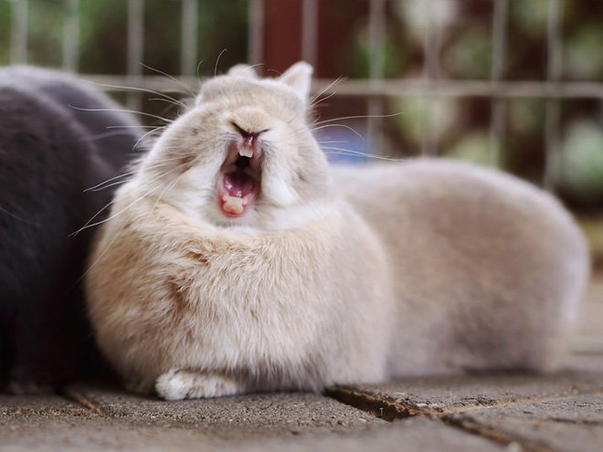 Зевающие кролики выглядят устрашающе