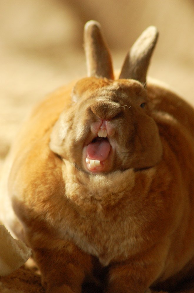 Зевающие кролики выглядят устрашающе