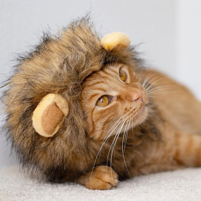 Милые котики с гривой грозного льва